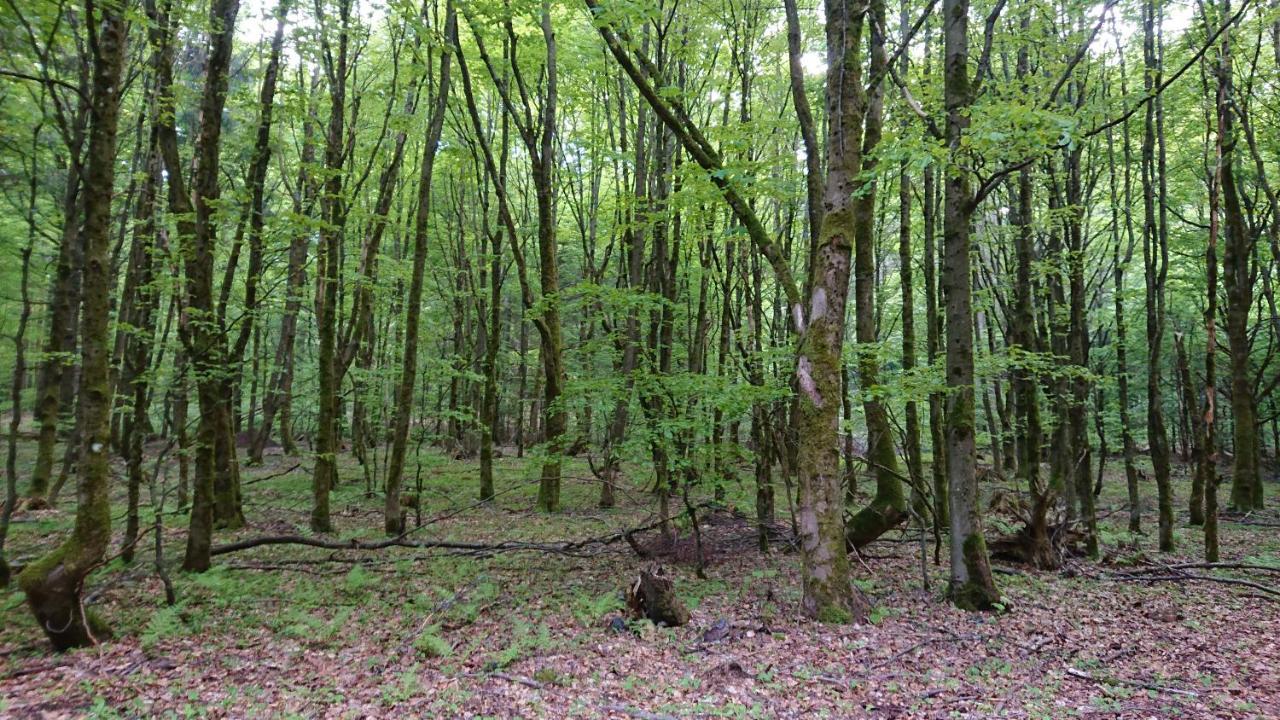 Apartamento Haus Hasenmüller Schmiedefeld am Rennsteig Exterior foto